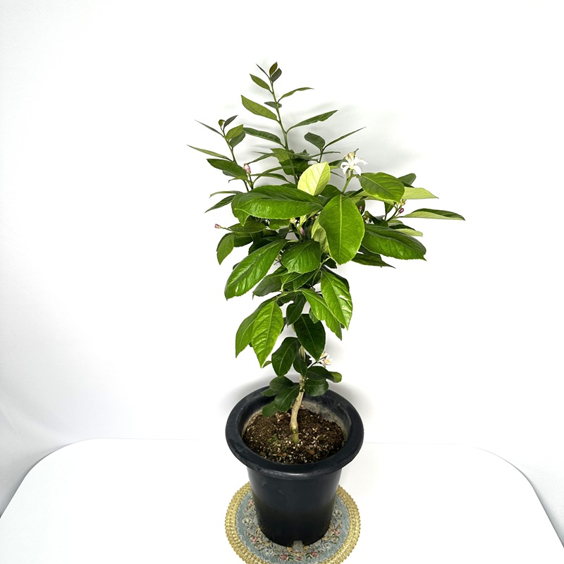 레몬나무 키우기 묘목 판매