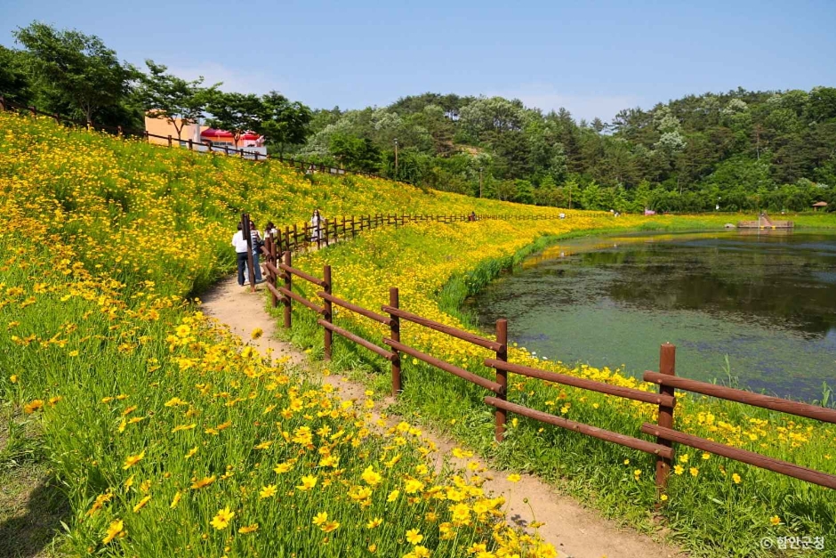 함안 악양생태공원 금계국