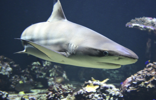 상어 간유에서 추출되는 스쿠알렌