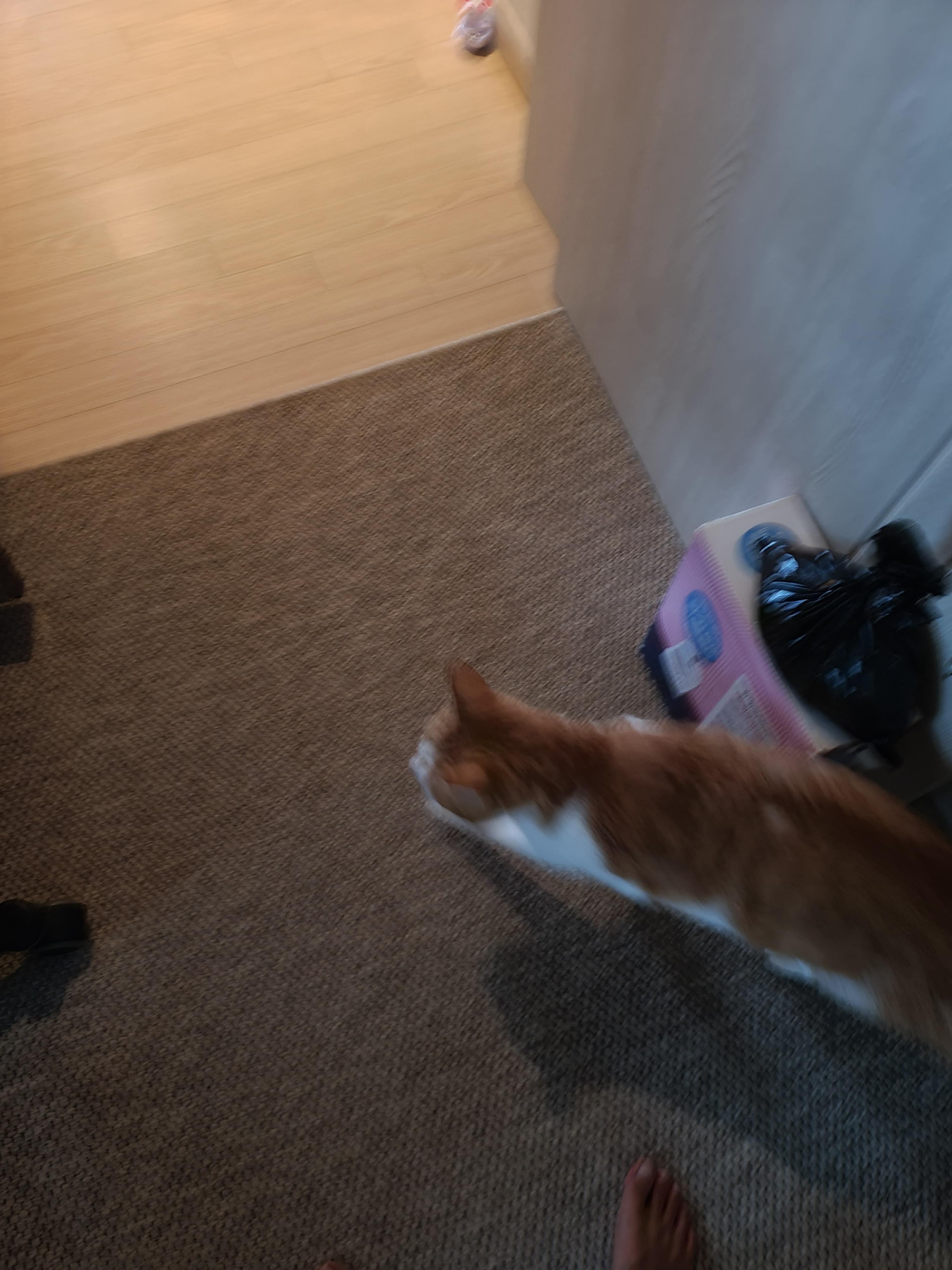 막둥이 발라당의 이유...ㅜㅜ