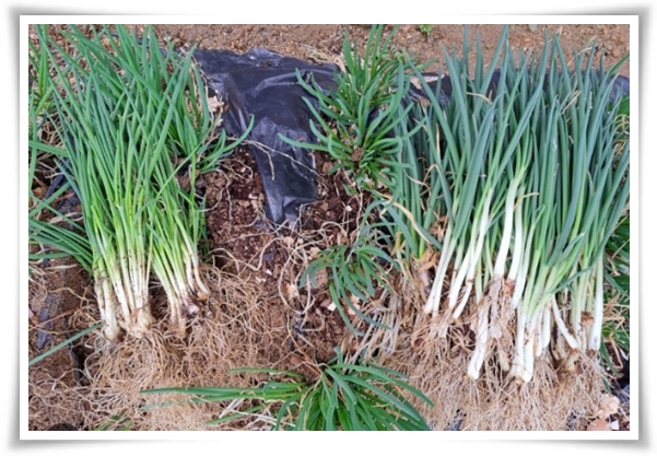 "9월에 심기 좋은 텃밭 작물" 풍성한 수확을 위한 최고의 작물 선택과 관리 비법!