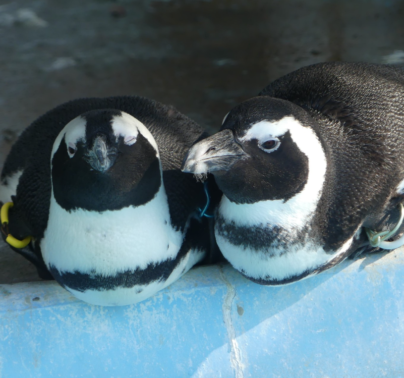 우에노동물원 01