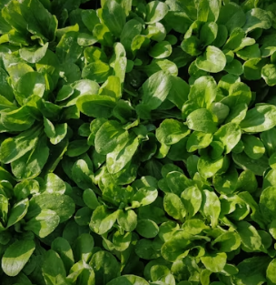 배추 효능 부작용 칼로리