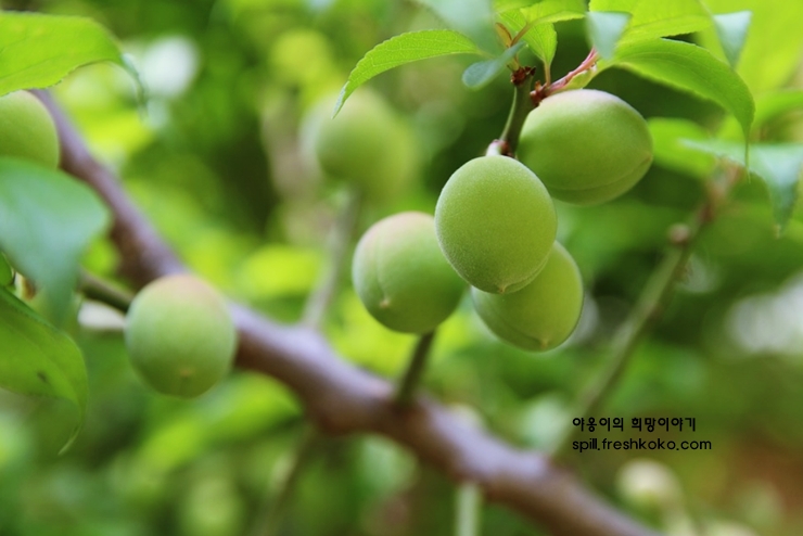 매실액기스 효능