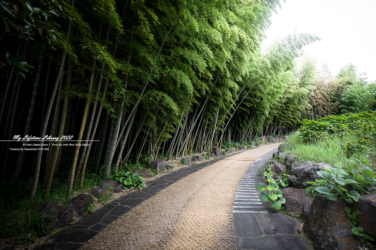 #제주 #상효원 #대나무 #숲 #2022제주여행