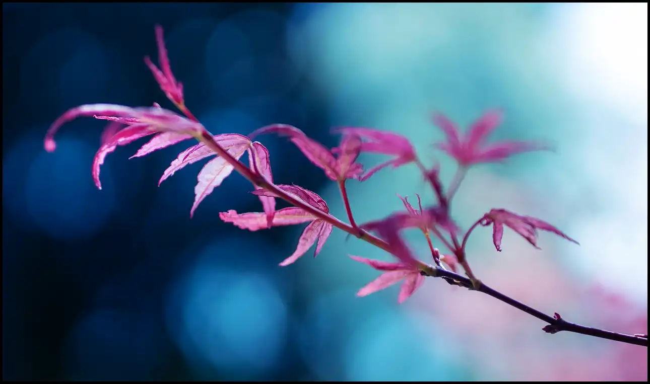2024 내장산 단풍축제 기간 (국립공원)