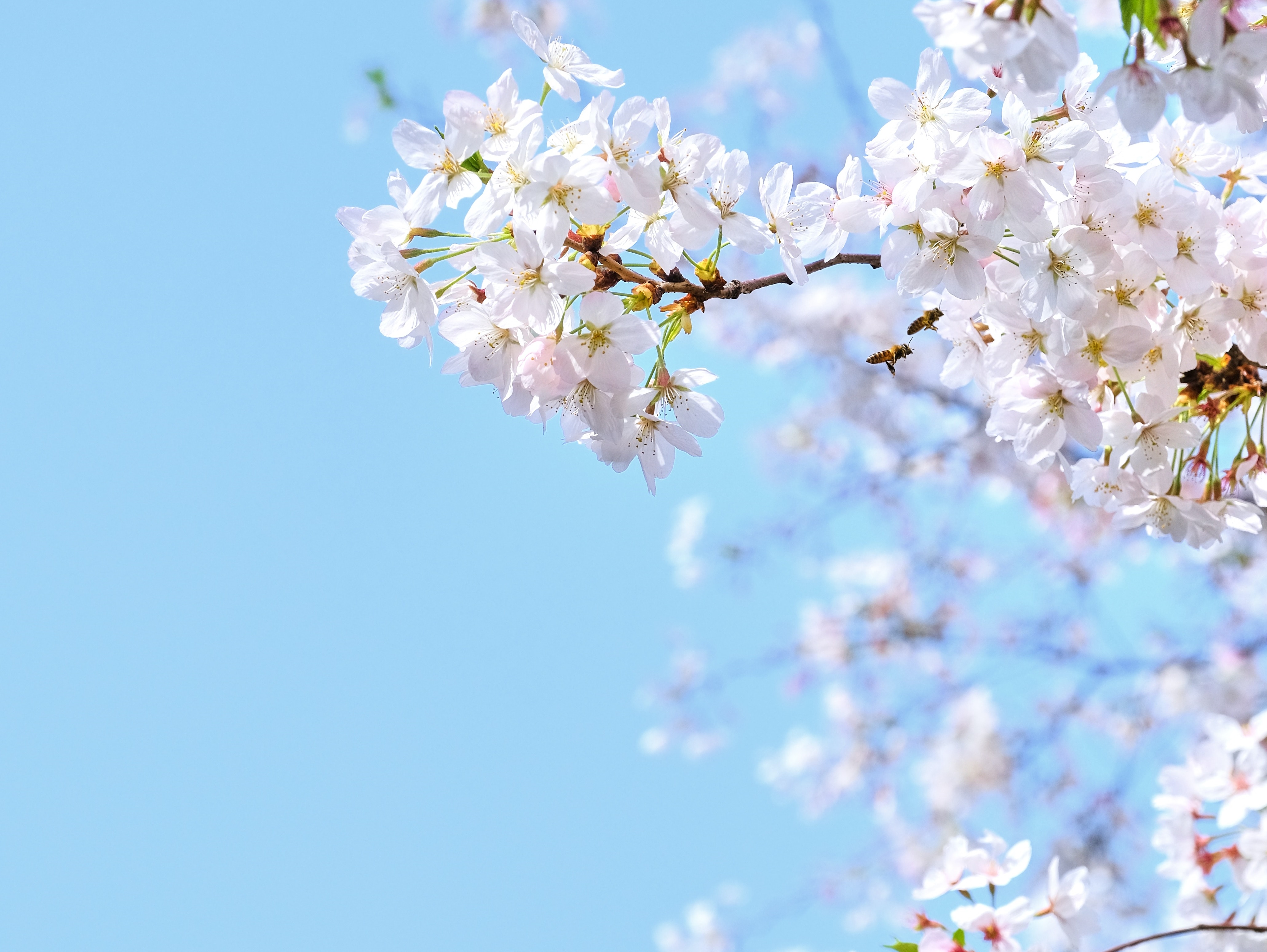 봄의 전령사 벚꽃