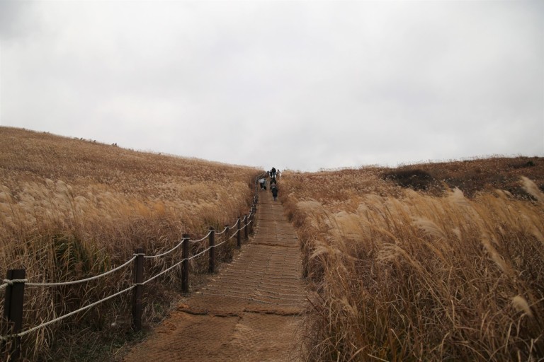 제주-새별오름