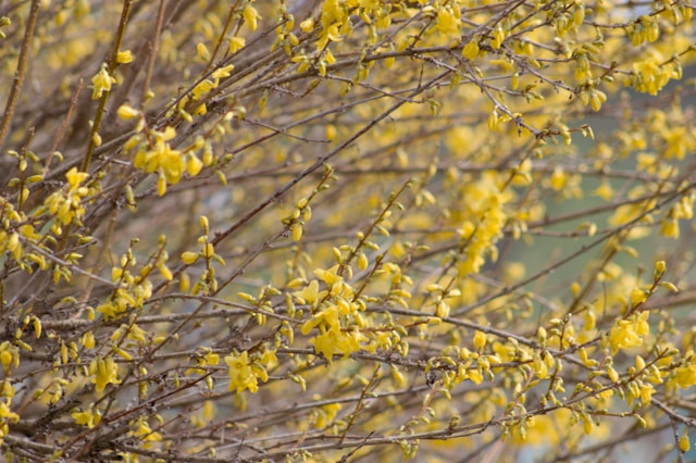 🌼 2026년 최신 진주 개나리 현황 🌼 진주 개나리 실시간 개화시기 및 만개 현황! 진주 개나리 및 진주 개나리 숨은 명소와 축제 모음 총정리 🌼실시간 정보 업데이트