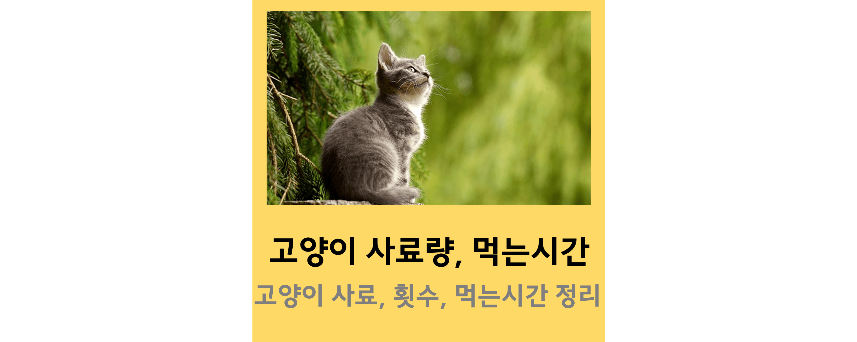 고양이사료