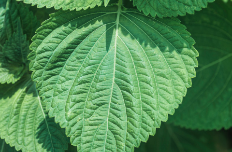 들깨 심는시기(파종시기, 심기방법, 재배방법, 수확하기) 깻잎키우기 총정리!