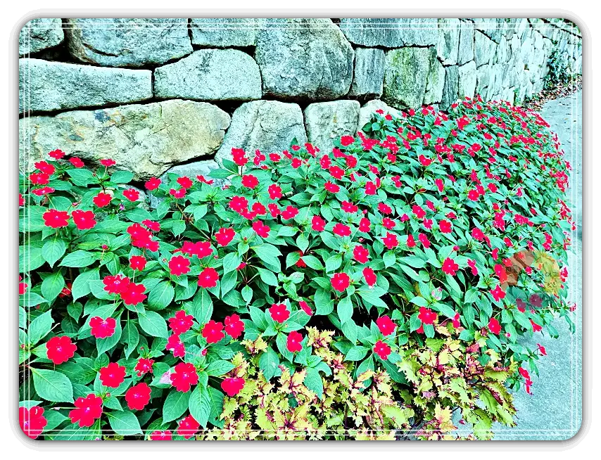 화담숲_빨간꽃-돌담길-담벼락