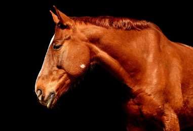 2026년 병오년 뱀띠 운세 총정리|무료 신년운세 보는 방법