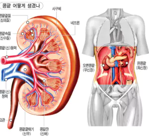 신장-사진5