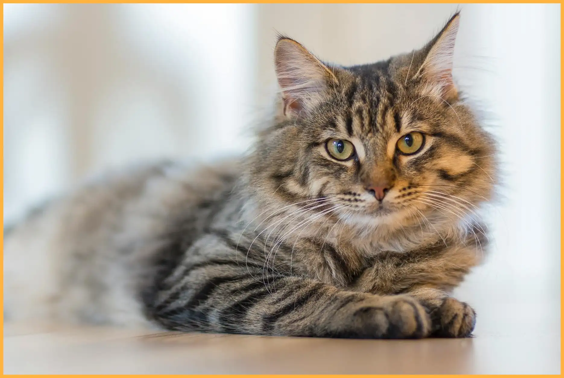 고양이 꿈해몽 총정리 (길몽과 흉몽의 차이는?)