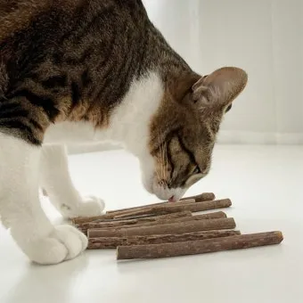 고양이 신경안정 약 영양제 음악_4