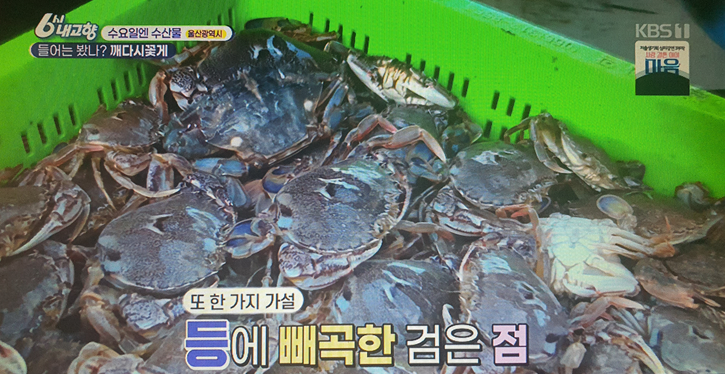 울산광역시 깨다시꽃게