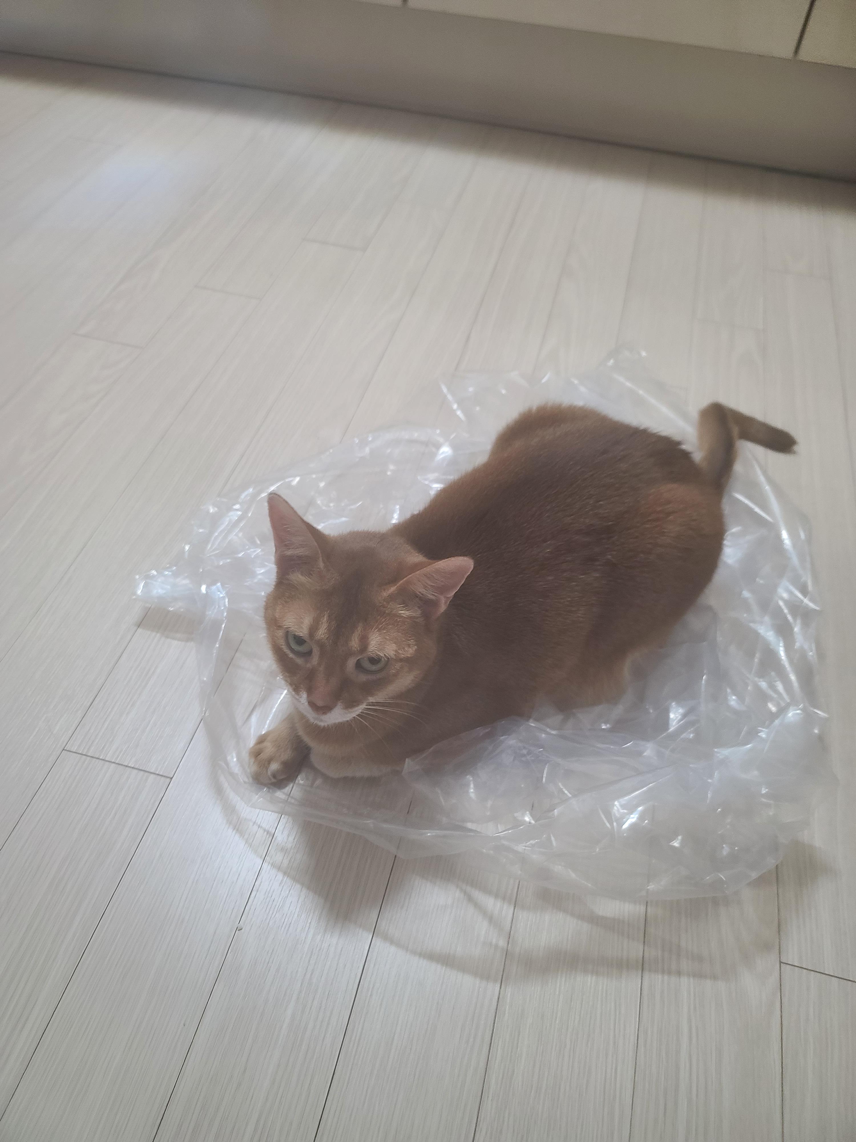 카리스마 있는 서열1위 루나도 어쩔수 없는 고양이였다!