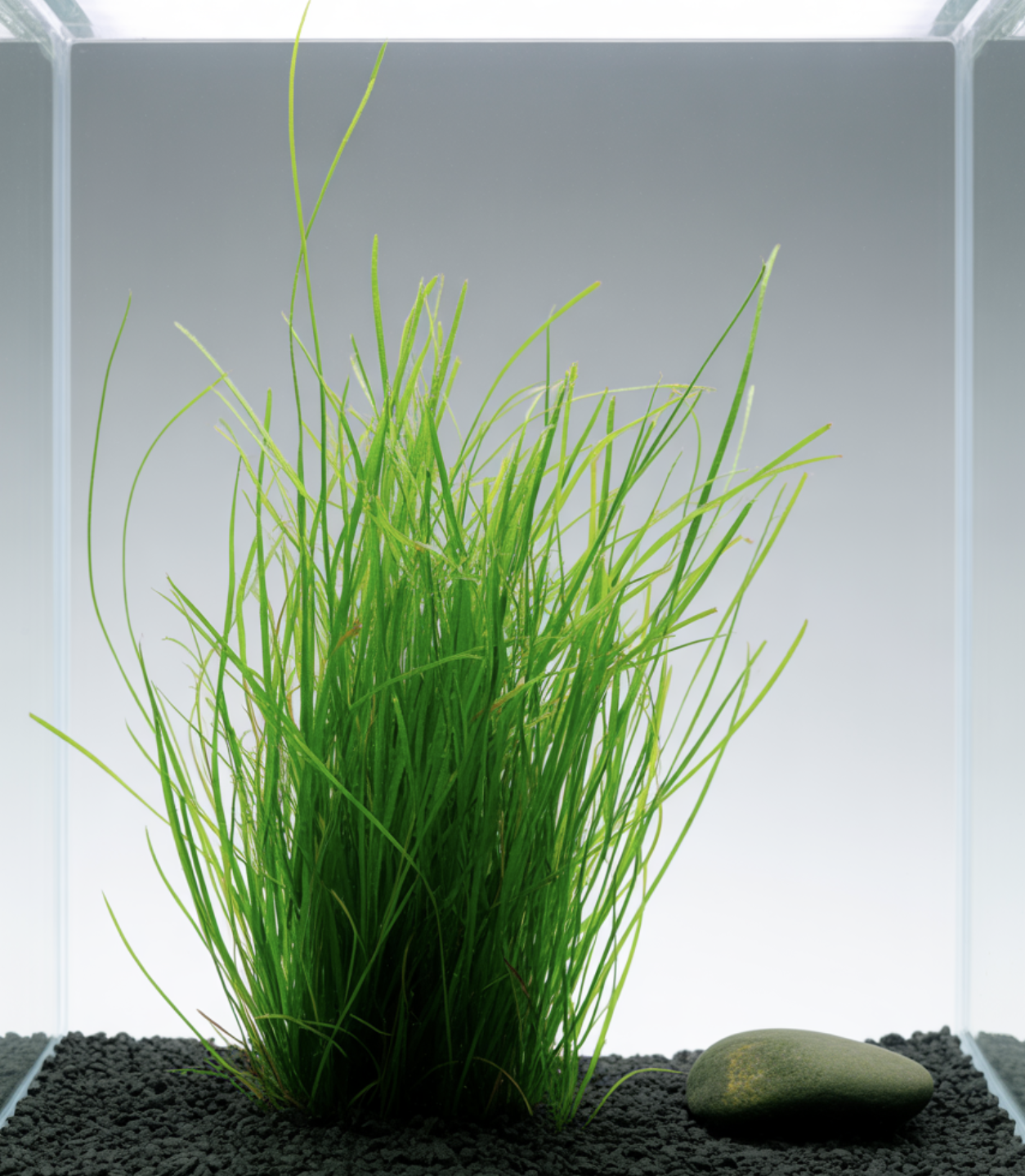 이산화탄소(CO2), 없어도 괜찮을까?