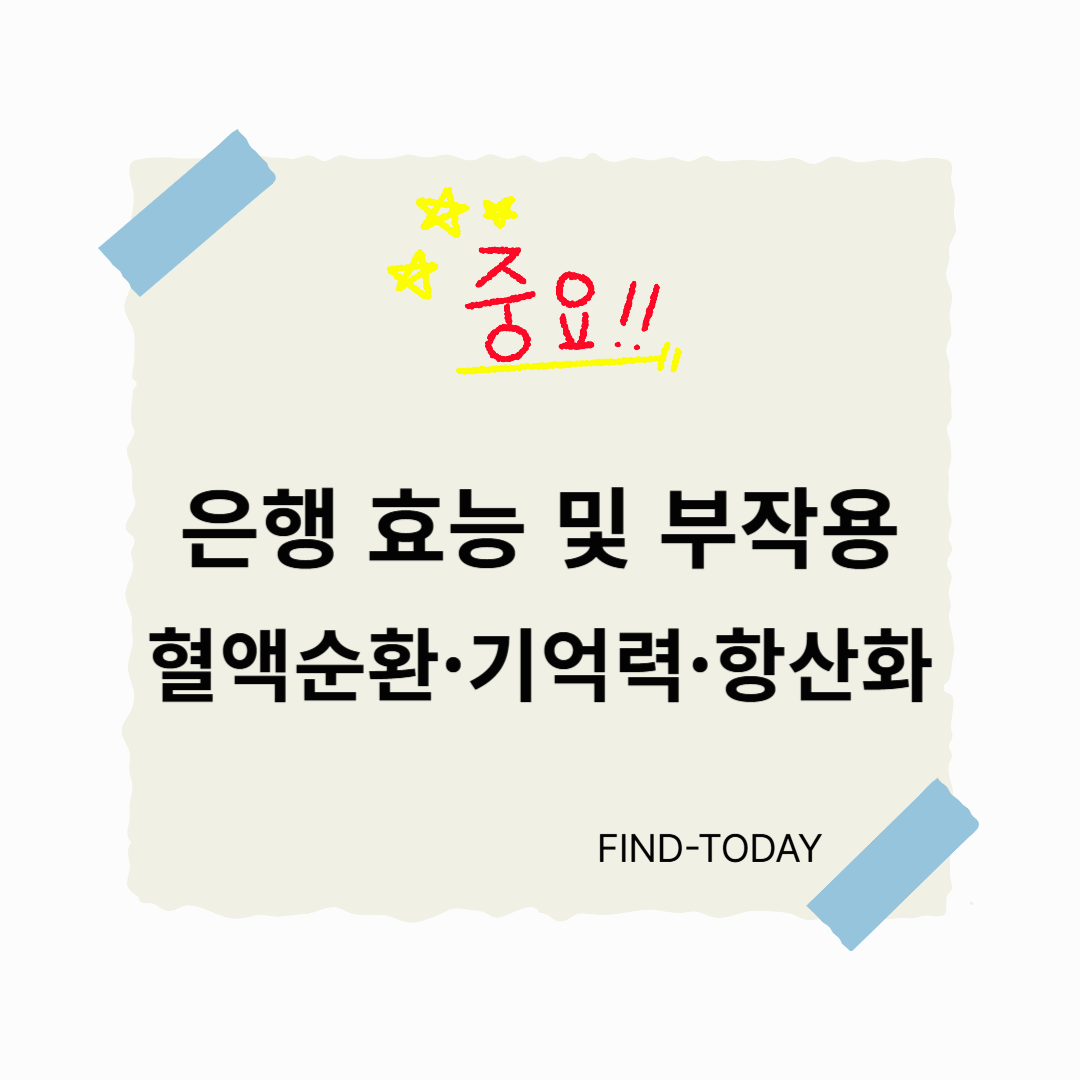 은행 효능 부작용 : 혈액순환·기억력·항산화