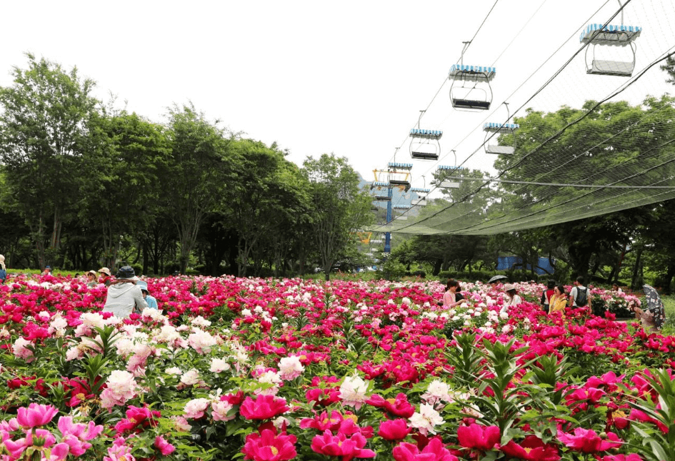 핑크색장미-나무들