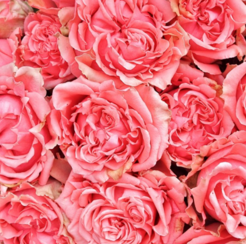 어린이집스승의날문구