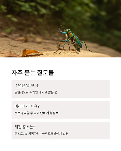 Q&amp;A로 알아보는 길앞잡이 사육 궁금증