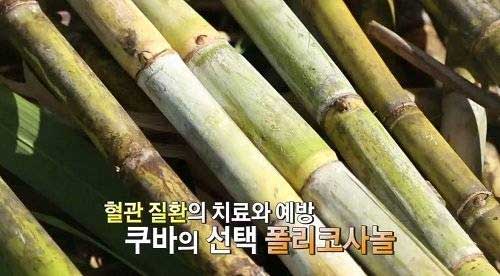 폴리코사놀 음식 효능 효과 복용법