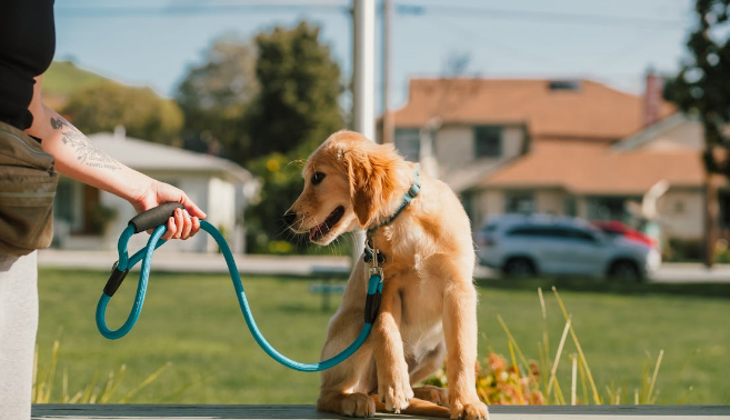 강아지 훈련 관련 사진