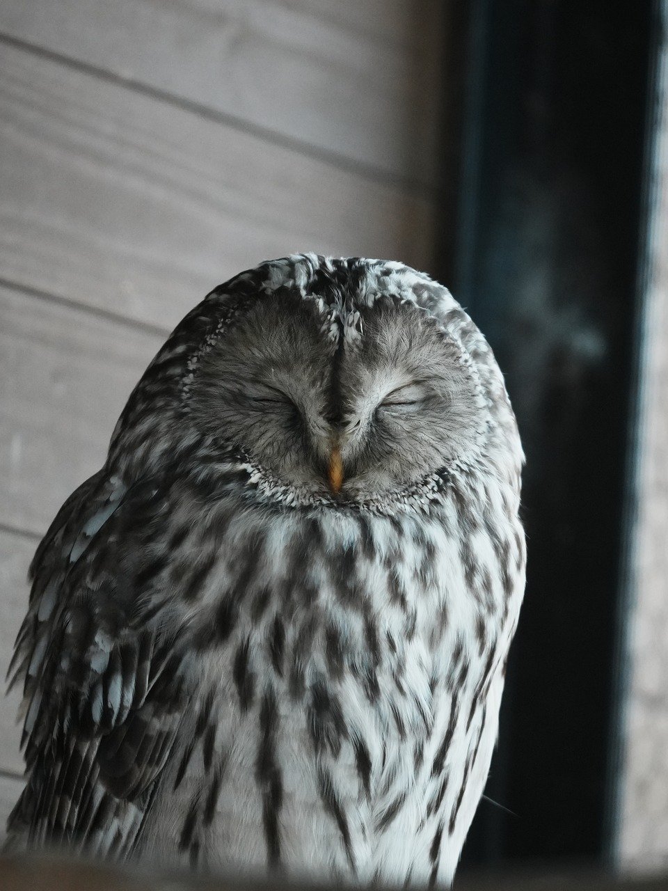 보이지 않는 야생: 밤에만 활동하는 희귀 야행성 동물들