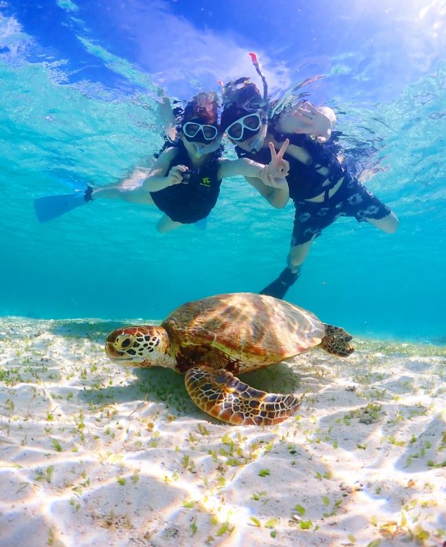 바다거북 스노클링3