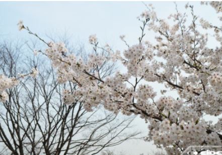 영산강 벚꽃