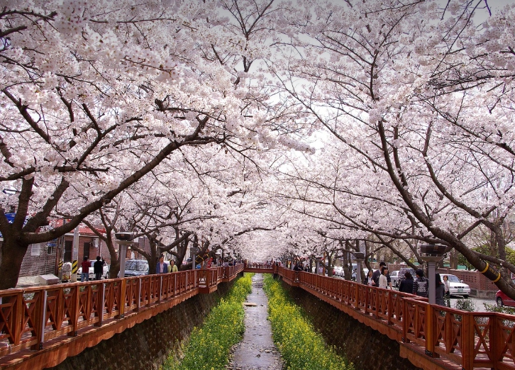진해 군항제