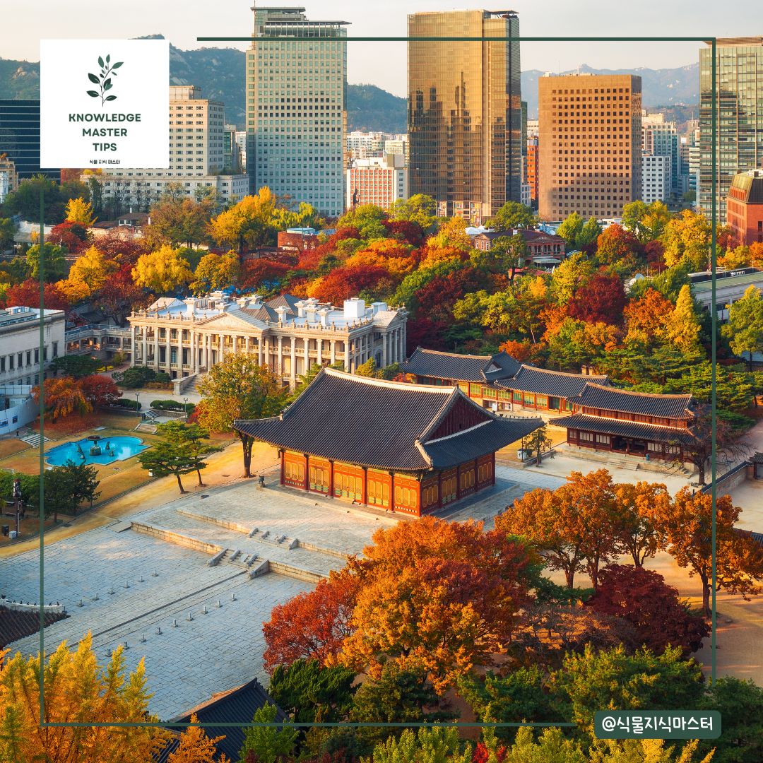서울 단풍 명소 - 덕수궁