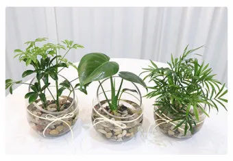 화분 잎타는 현상 예방 차광커튼 시간대조절 직사광관리 요령_12