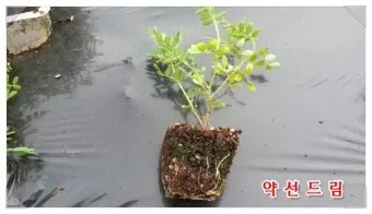 렌틸 재배 봄 파종 배수 확보 건조 수확_10