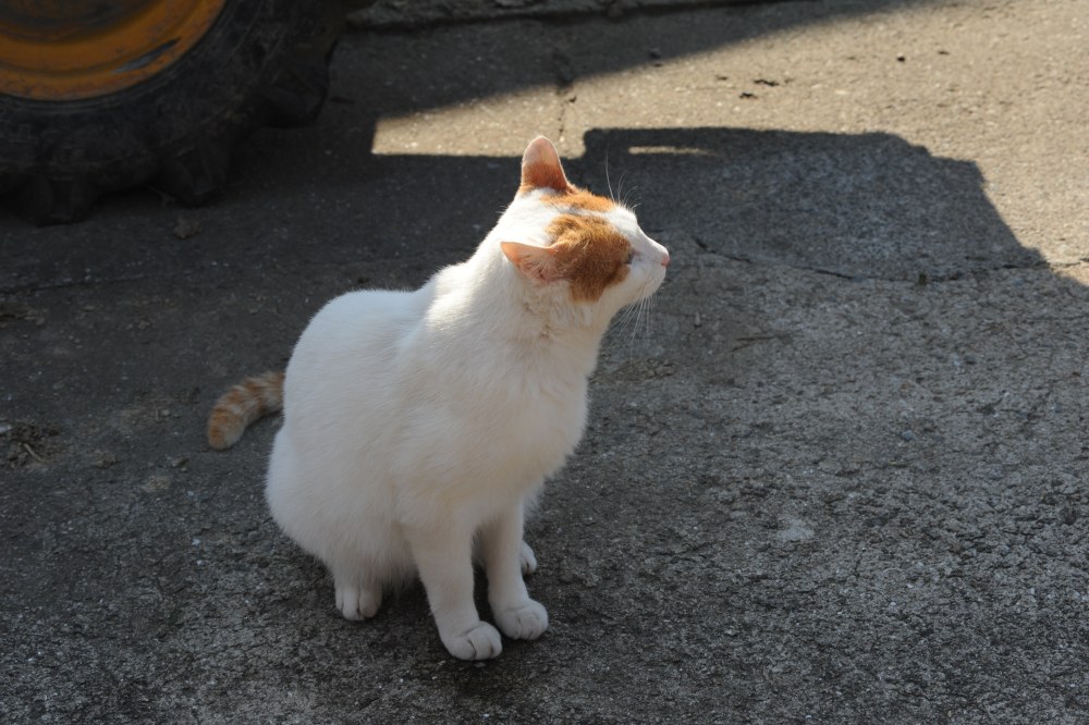 시골집 고양이 흰디