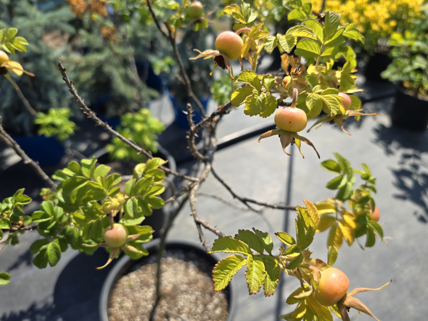 잎색깔이 너무예쁜 특이한 식물들이 많아요.