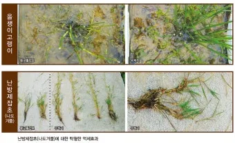 잡초 방제 전략 광폭멀칭 피복재 선발아 겨울관리_10