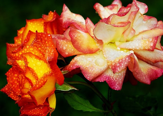 2025년 고양국제꽃박람회 일정 + 입장권 사전예매 방법 총정리