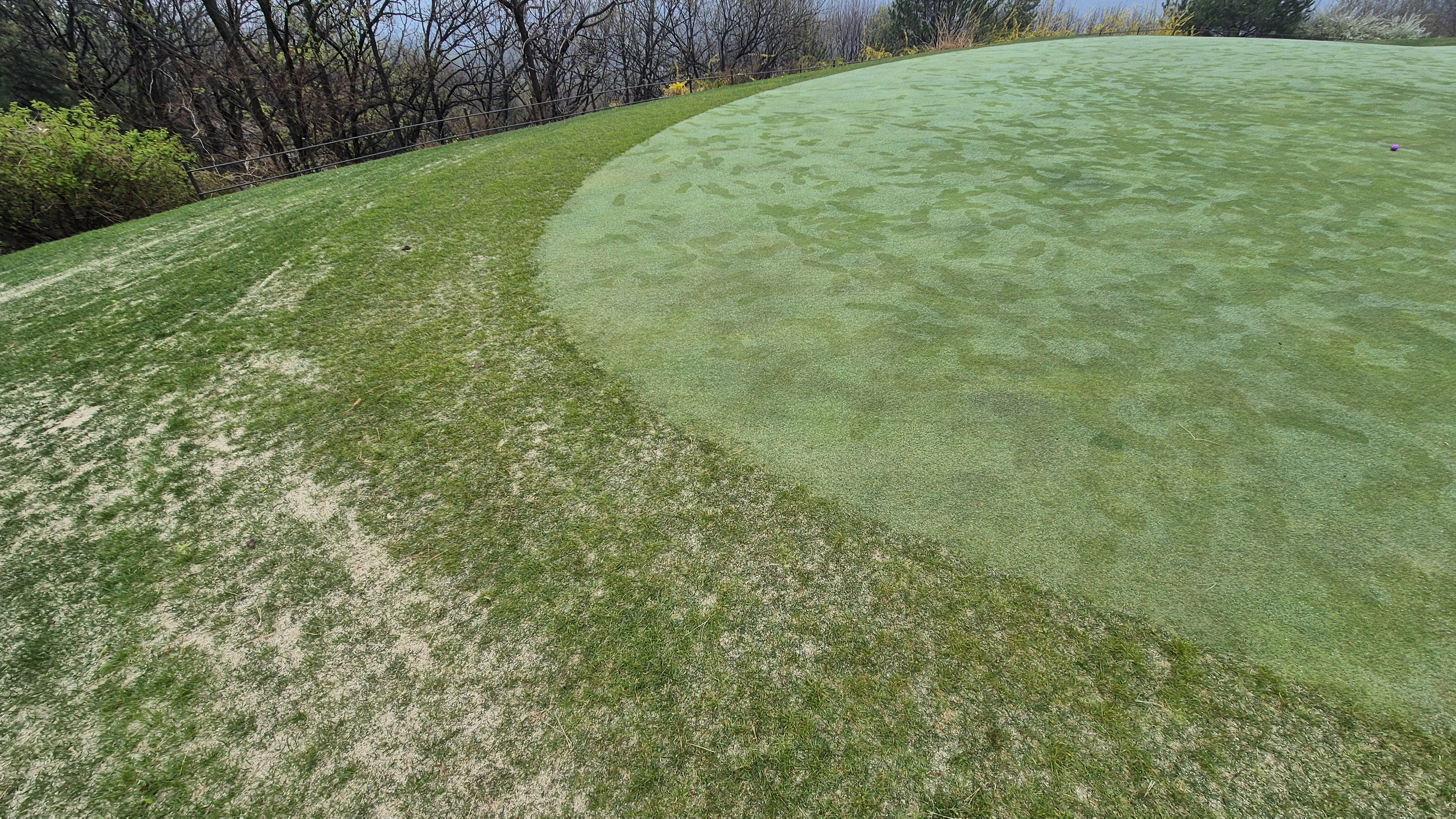 레인보우힐스cc 동-남 코스 그린관리상태