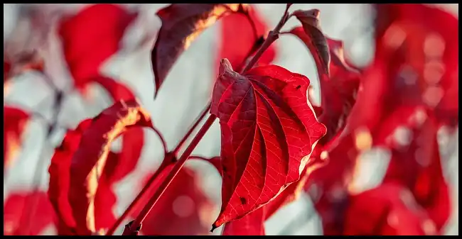 2024 내장산 단풍축제 기간 (국립공원)