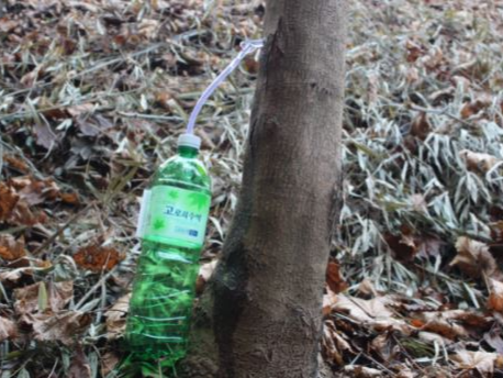 고로쇠물 효능 자연이 선물한 건강 음료