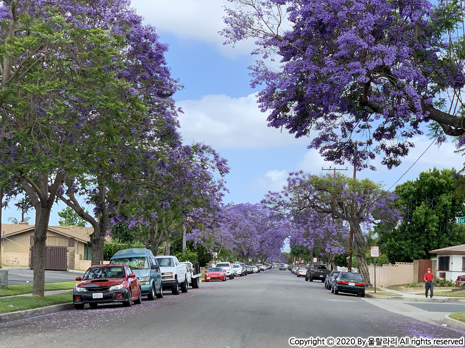 jacaranda blossom in orange county southern california