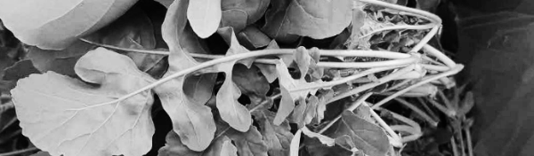 루꼴라 키우는 법