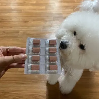 심장사상충약 복용 시기 가격 강아지 고양이 직구 부작용_9