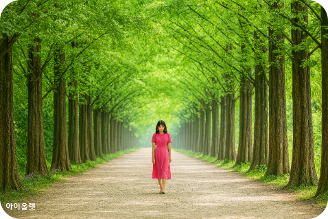 담양 메타세쿼이아 길