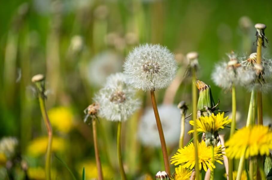 민들레 홀씨 사진입니다.