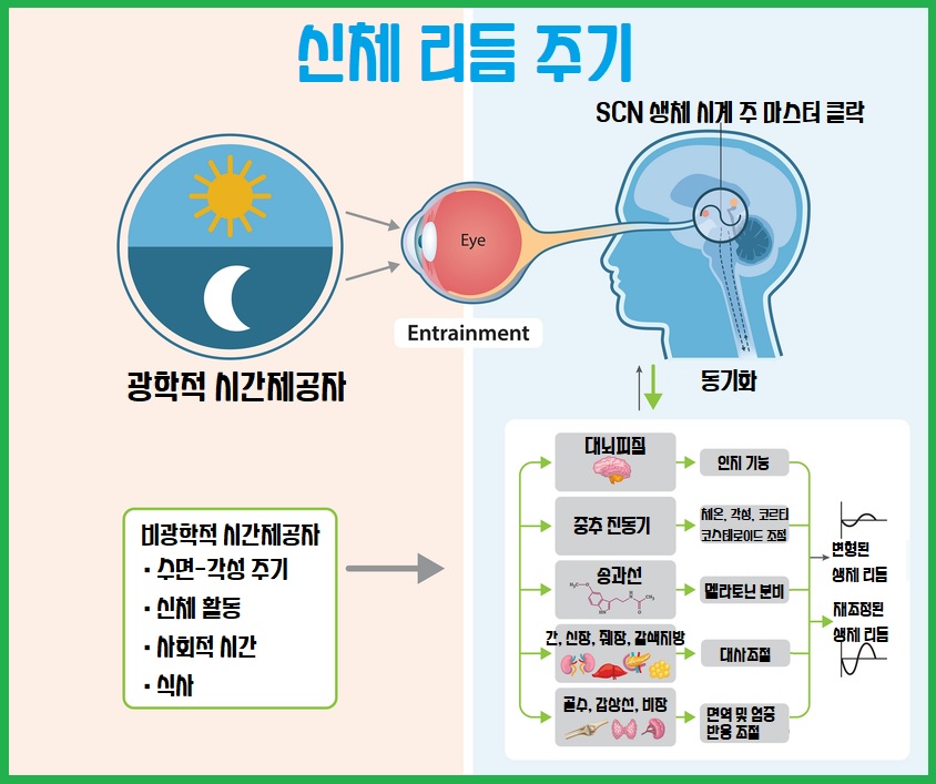 신체리듬 주기