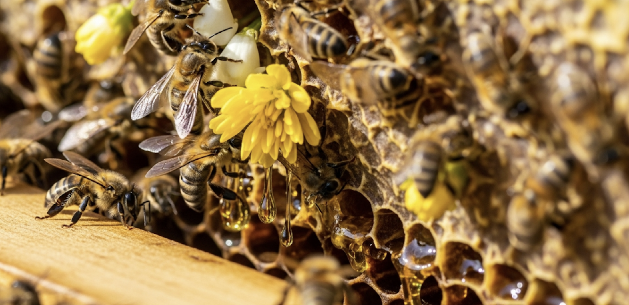 꿀벌들이 꿀을 채취하는 이미지